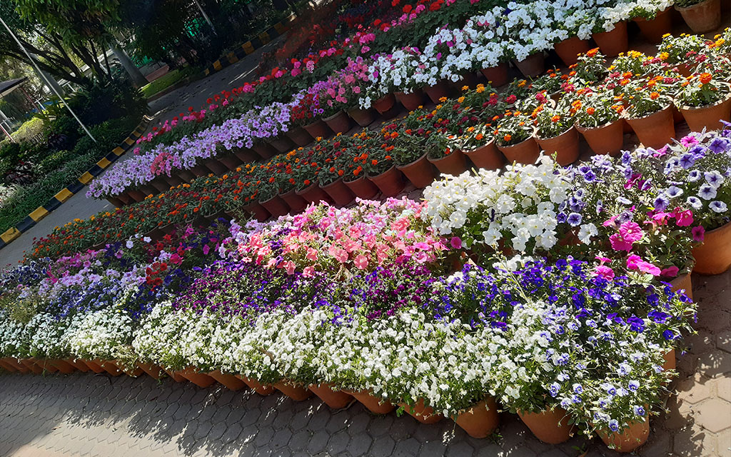 flower-garden